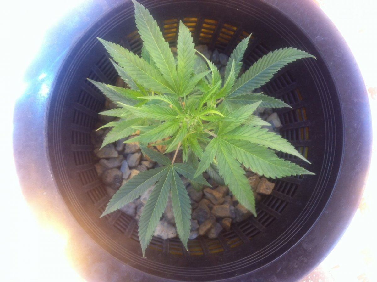 Skywalker