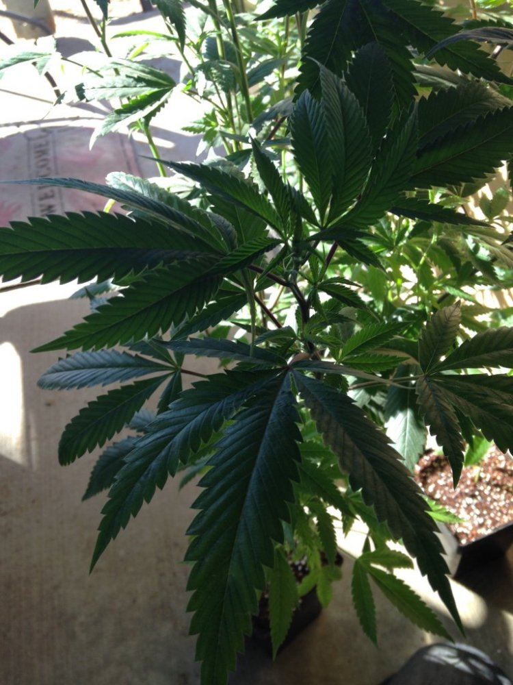 Skywalker