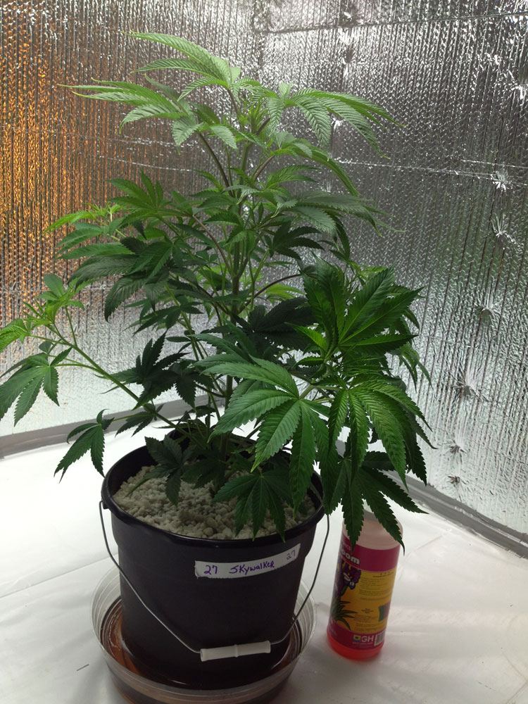 Skywalker
