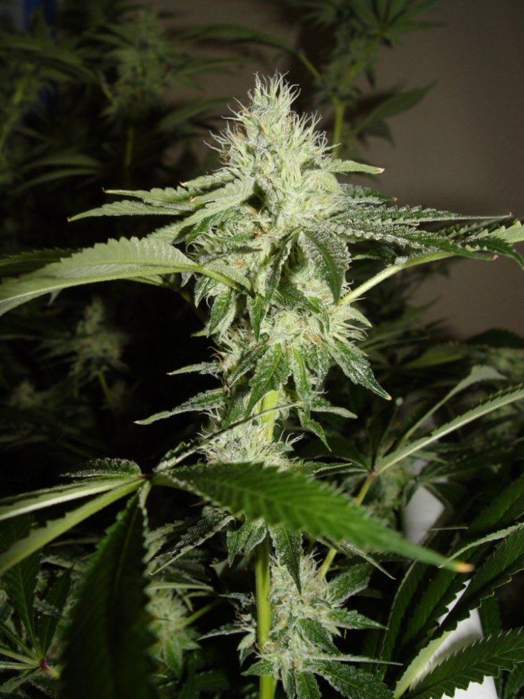Skywalker OG  1