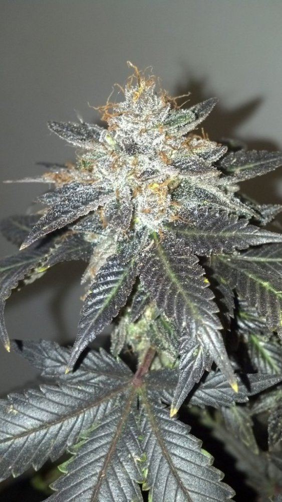 Skywalker OG 10 24