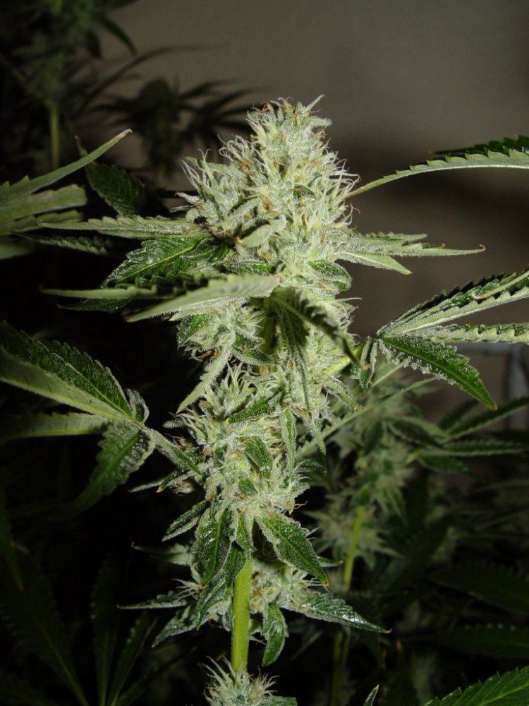 Skywalker OG  2