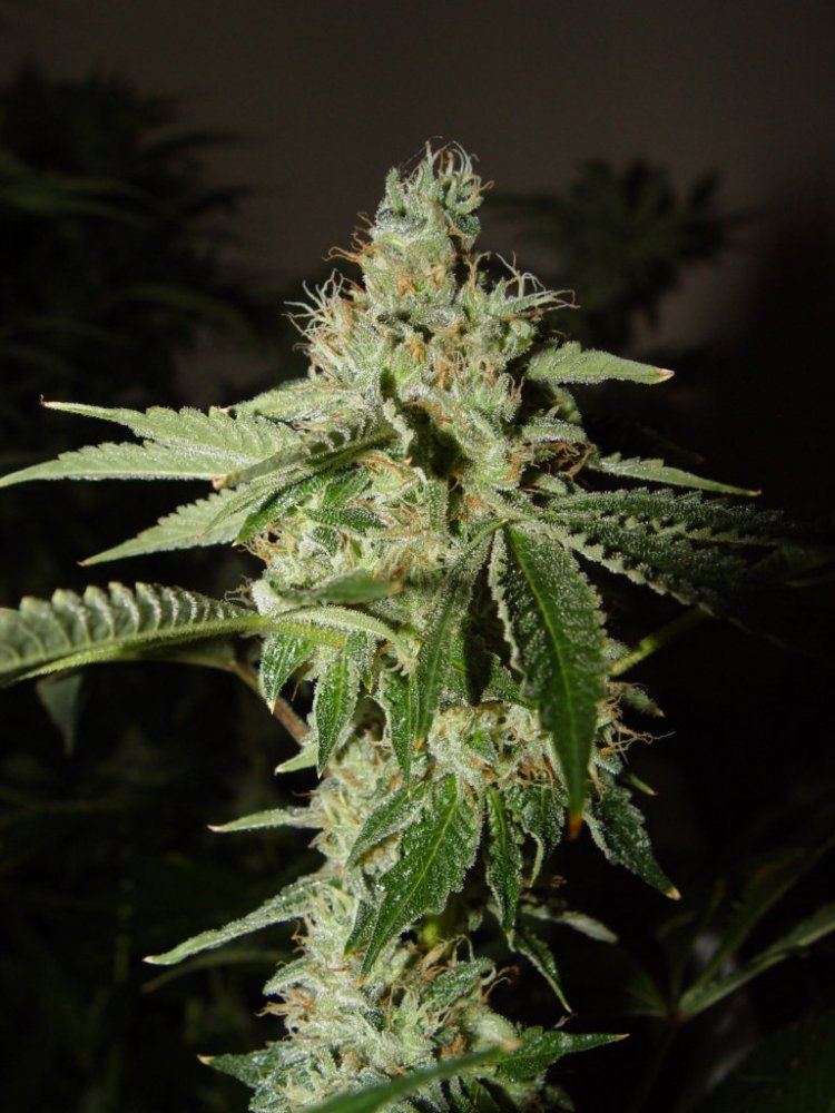 Skywalker OG  3