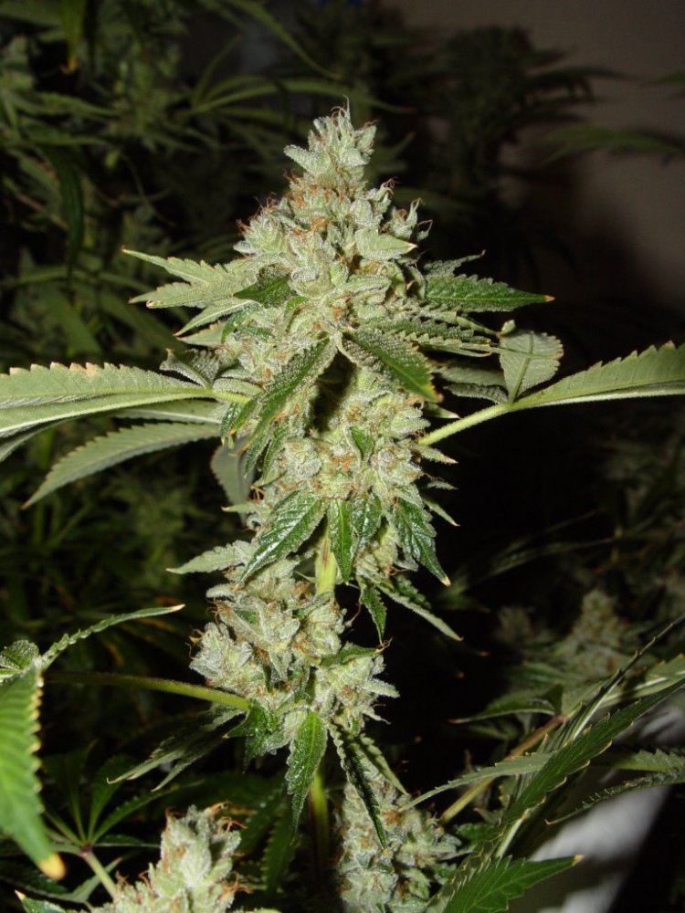 Skywalker OG  4