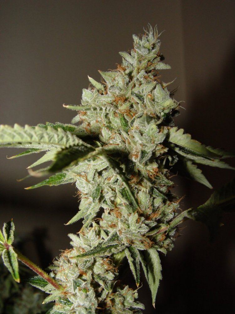 Skywalker OG  5