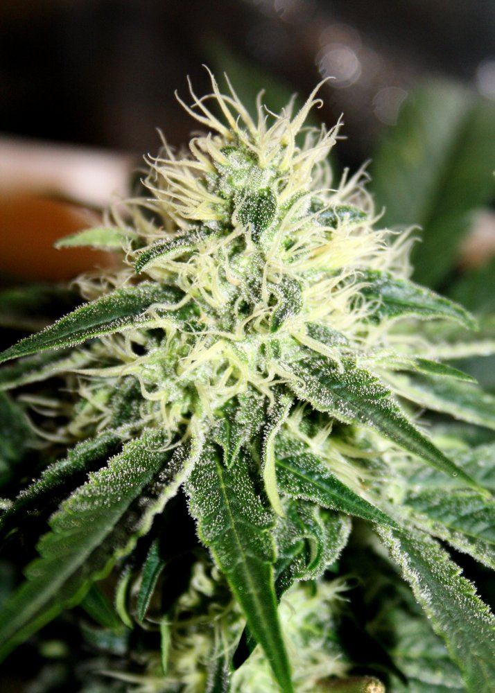 Skywalker og at 30 days 2