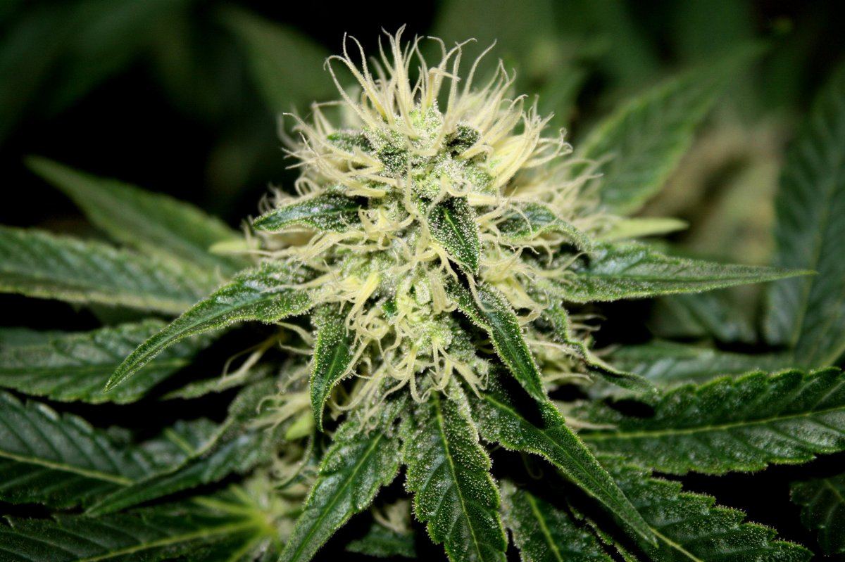 Skywalker og at 30 days 3