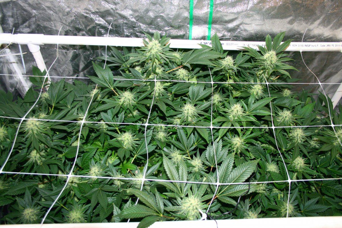 Skywalker og at 30 days 4