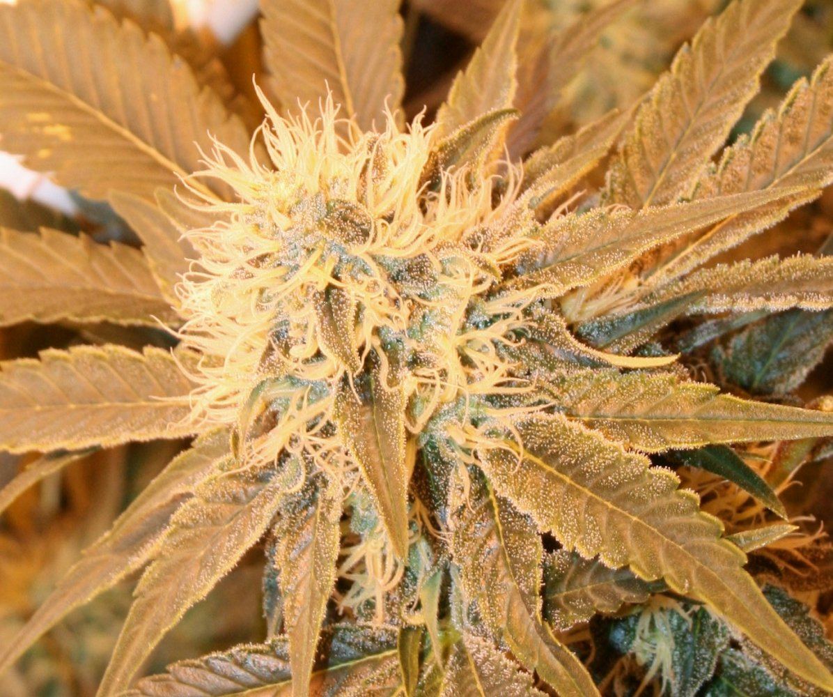 Skywalker og at 30 days