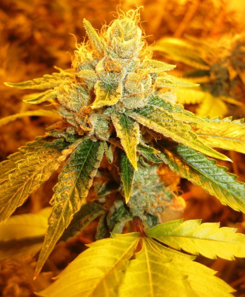 Skywalker og day 50