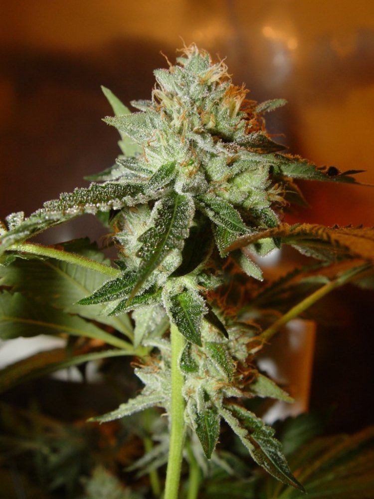 Skywalker OG