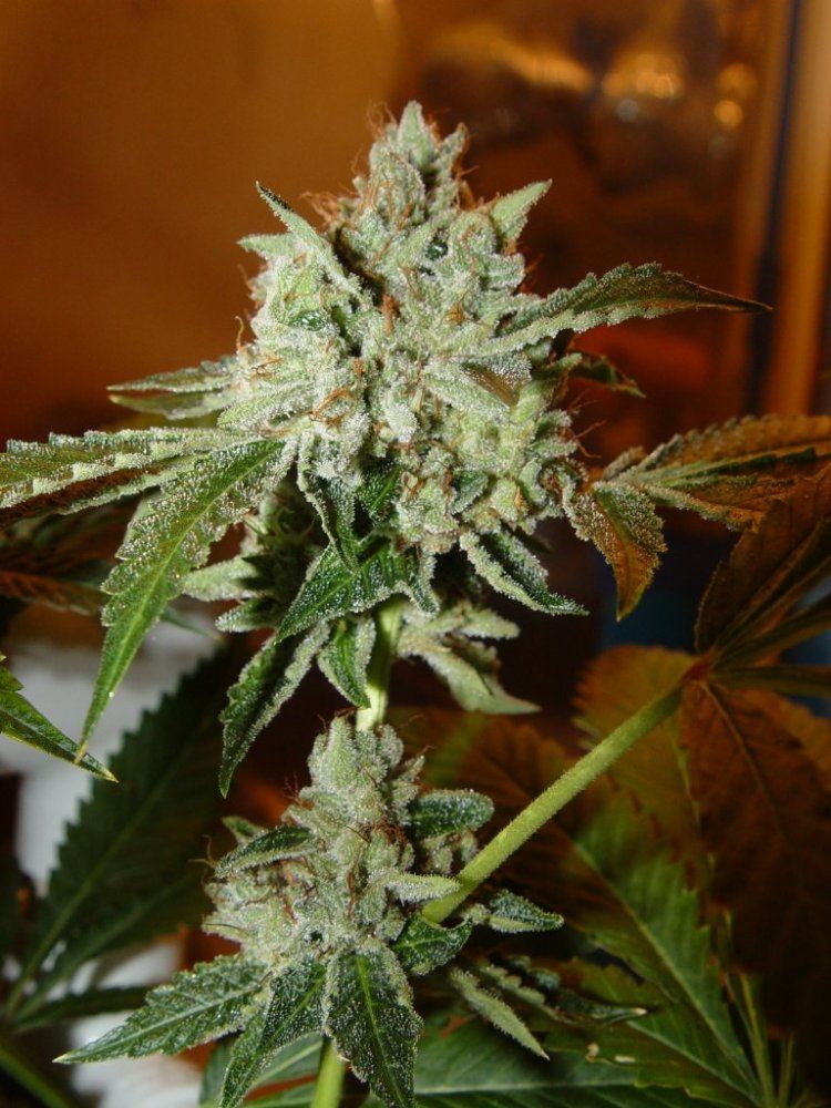 Skywalker OG