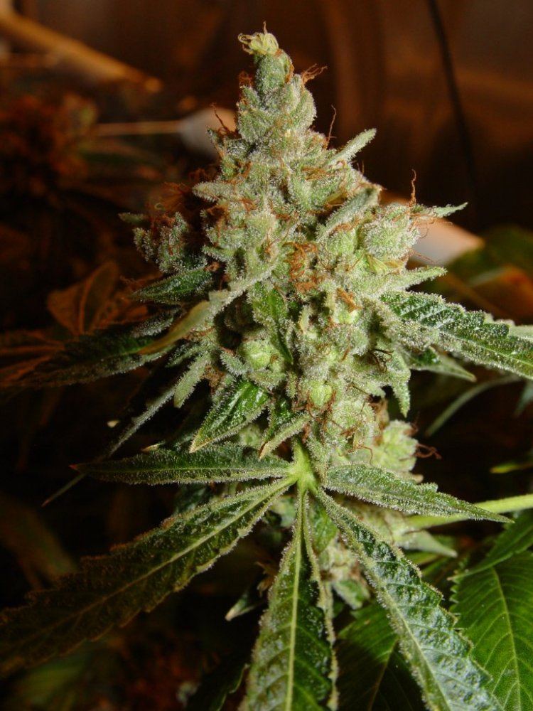 Skywalker OG