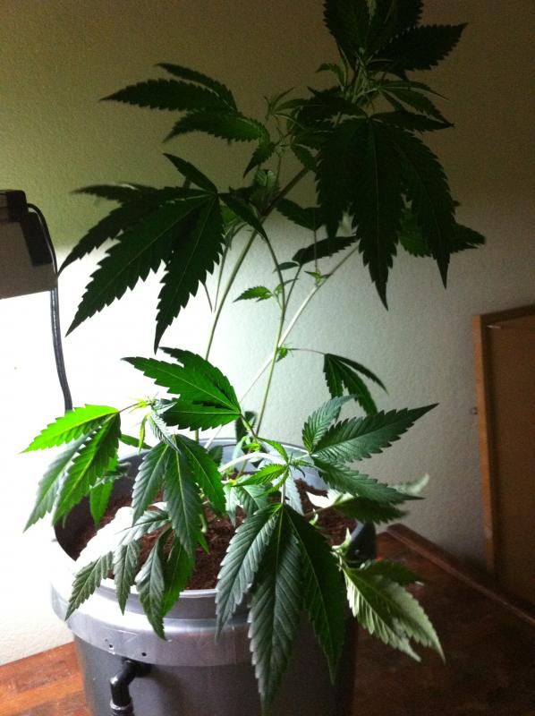 Skywalker OG