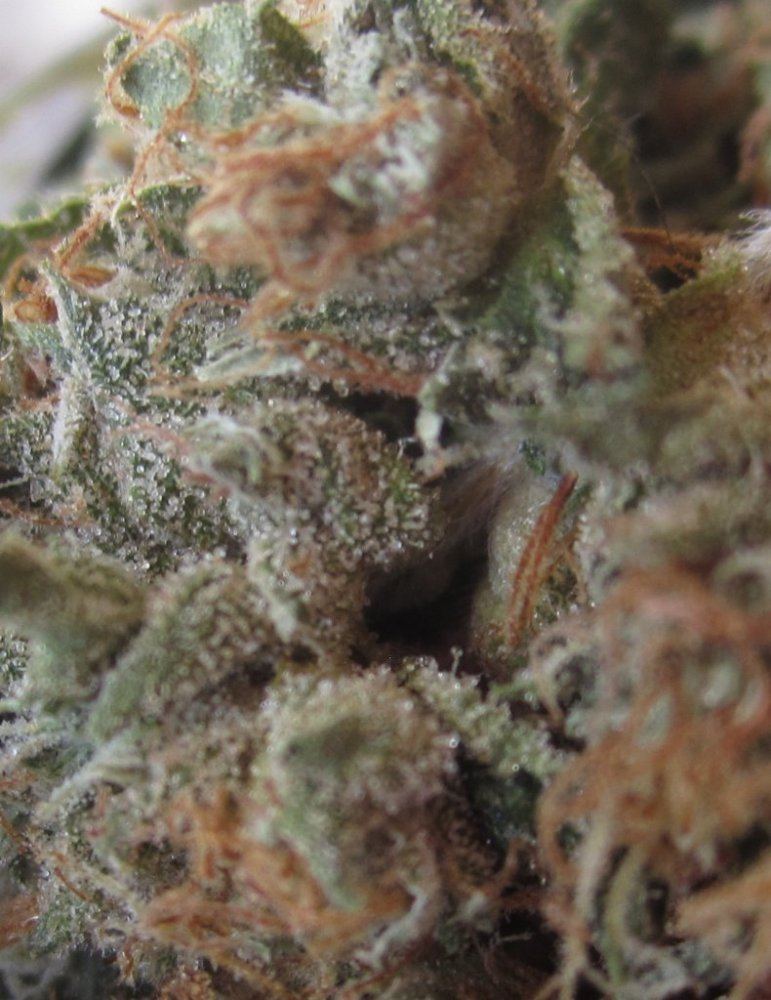 Skywalker OG macro