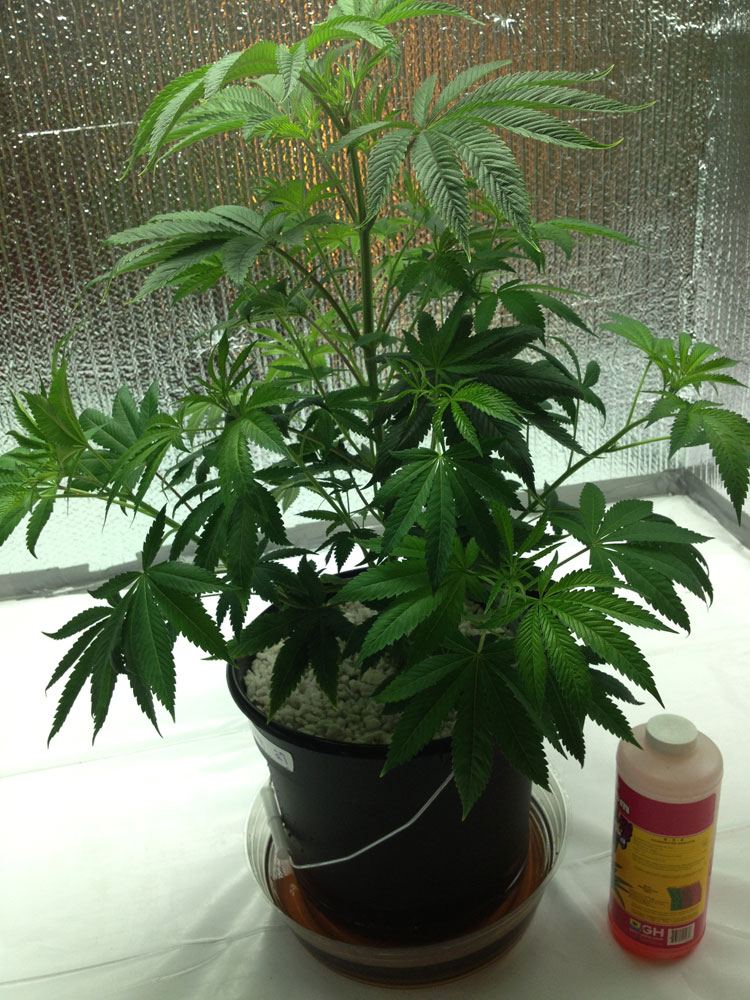 Skywalker2