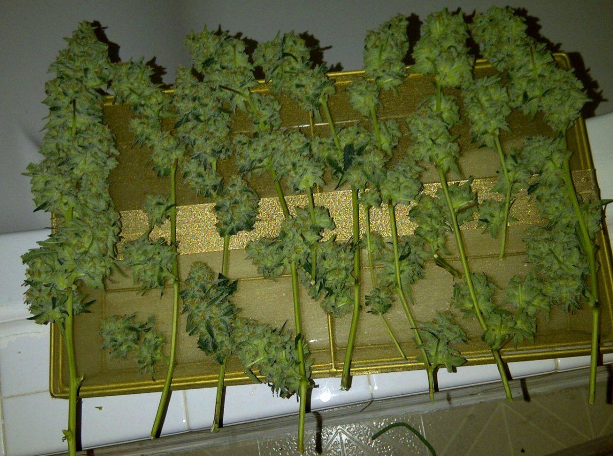 Sl 2b harvest