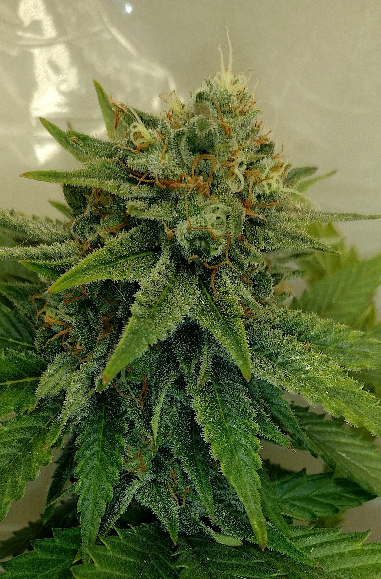 Sl2