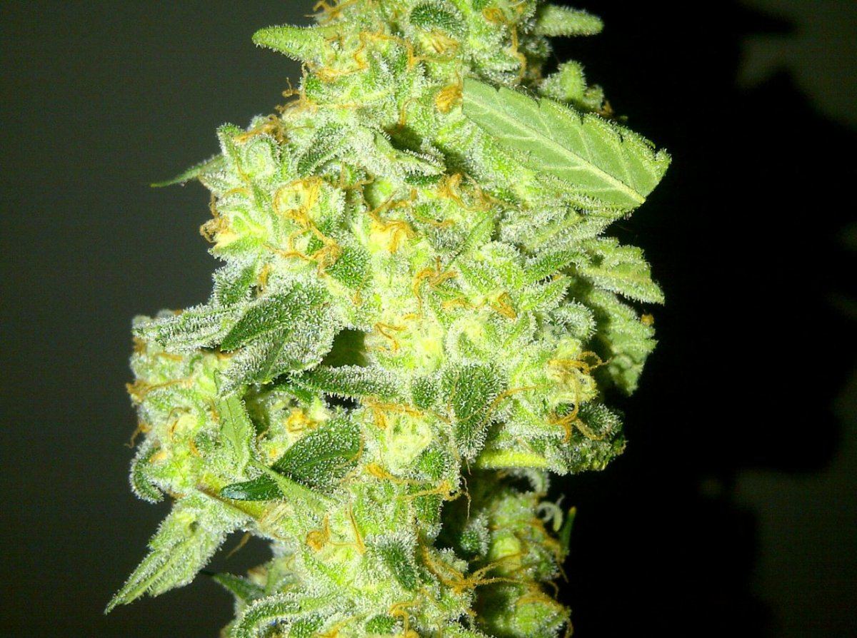 Sl2b cola