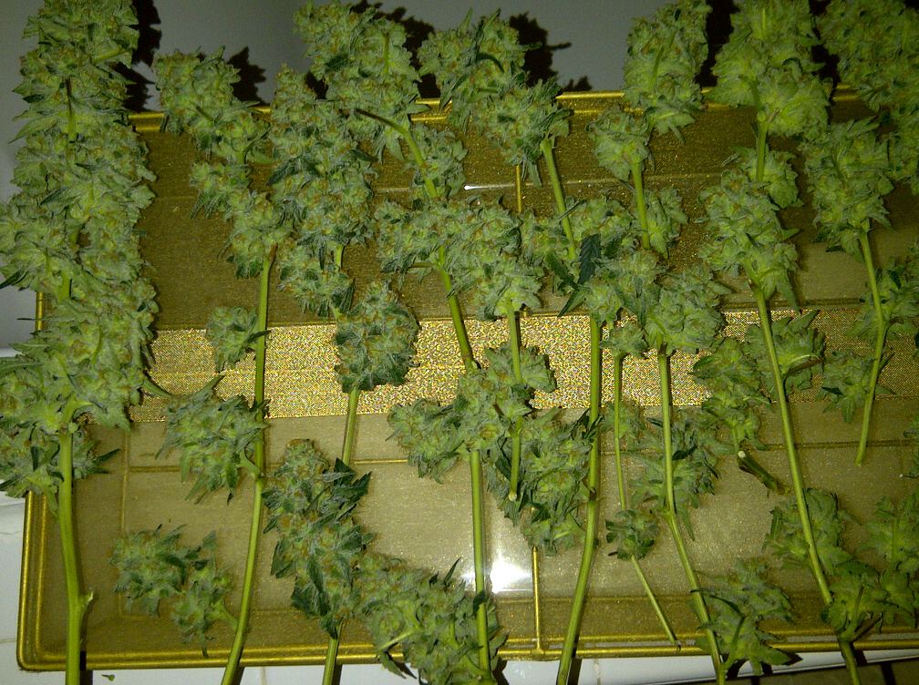 Sl2b harvest