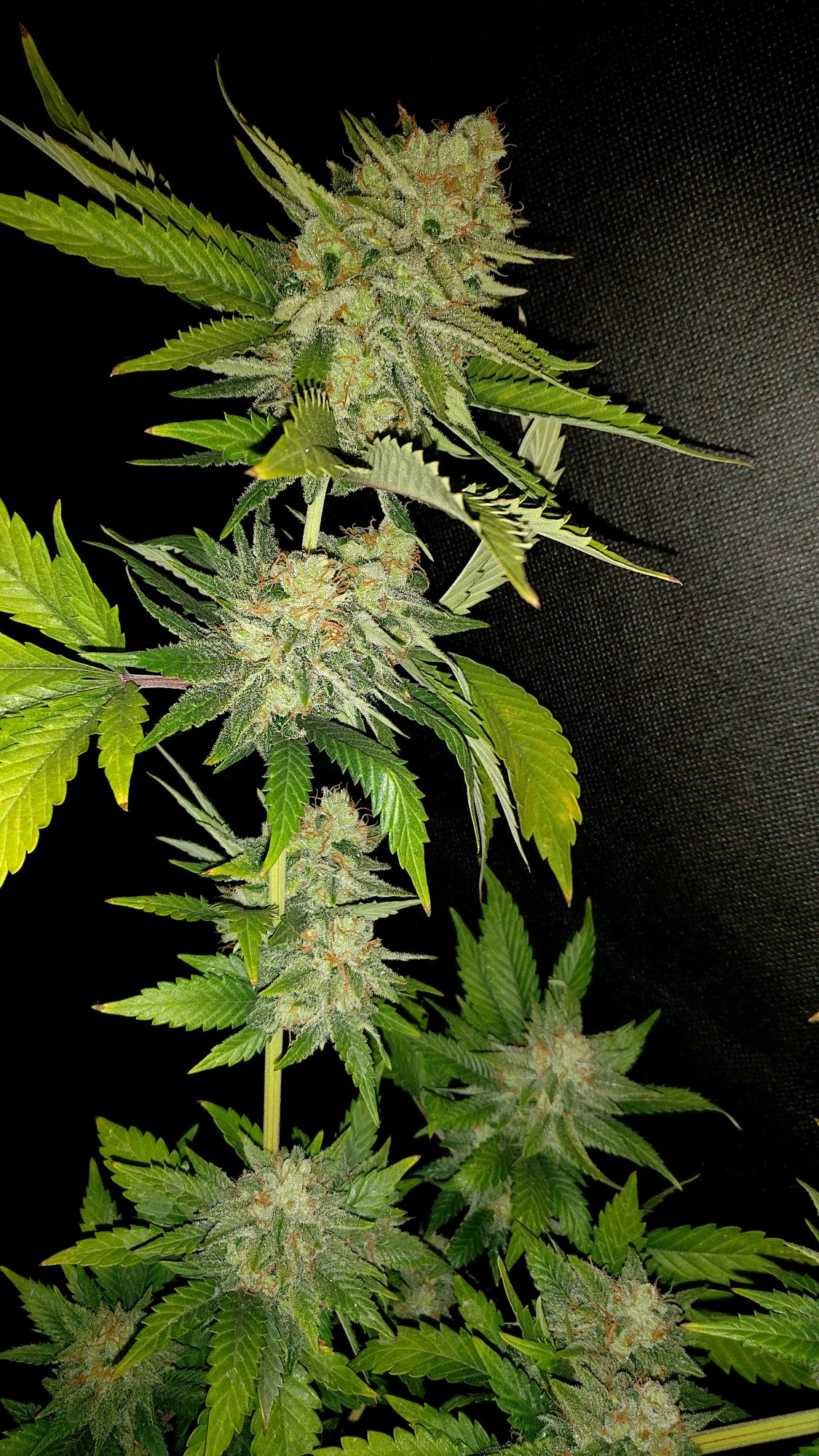 Sl3