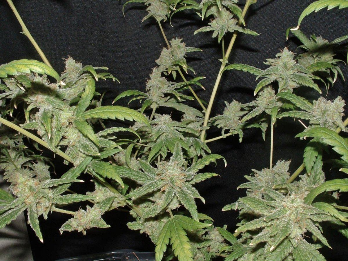 Slh 2