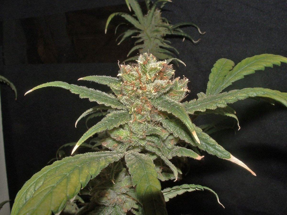 Slh 3