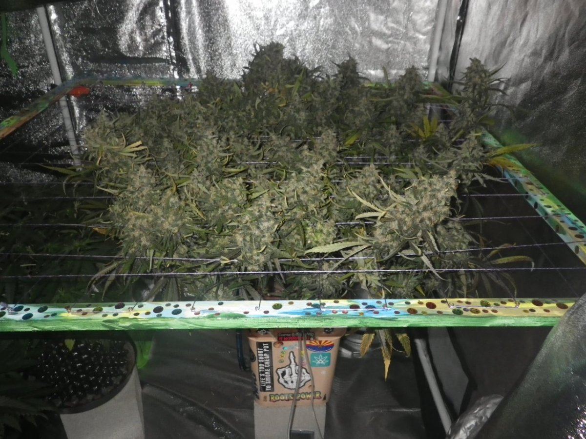 SLH havest trichomes 002