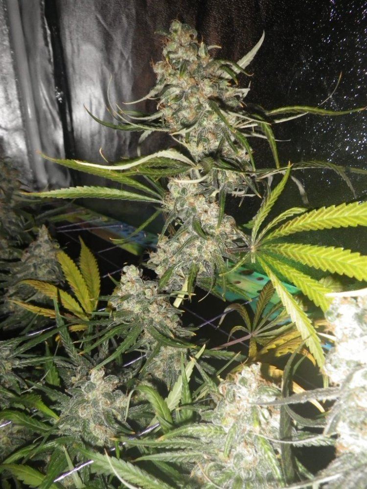 SLH havest trichomes 005