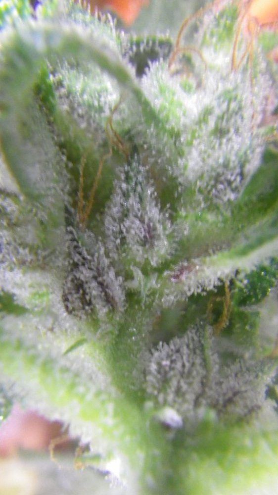 SLH havest trichomes 008