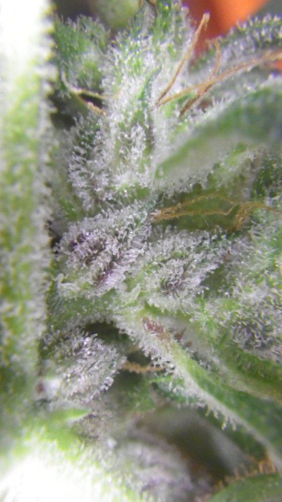 SLH havest trichomes 010