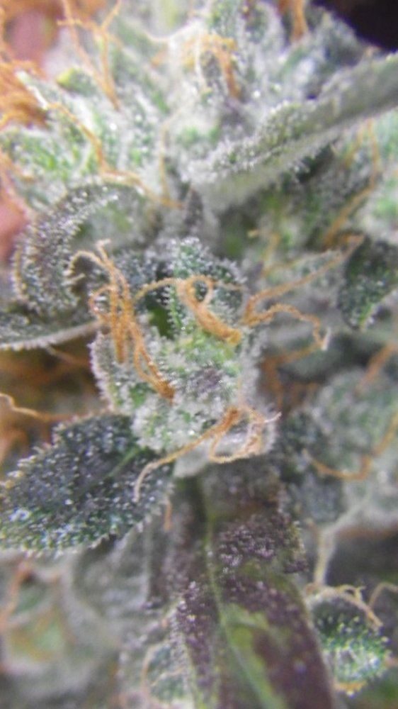 SLH havest trichomes 015