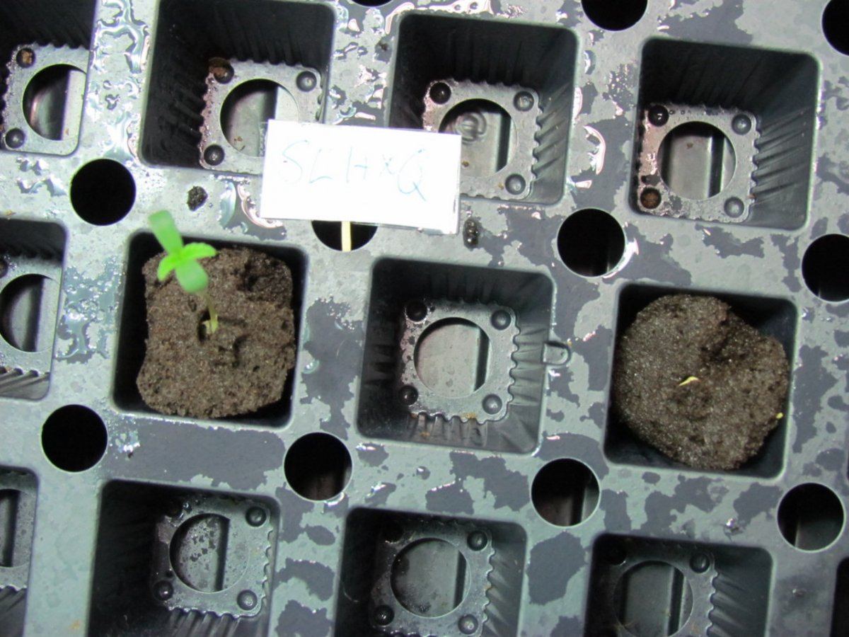 SLH x Q sprout 2 006