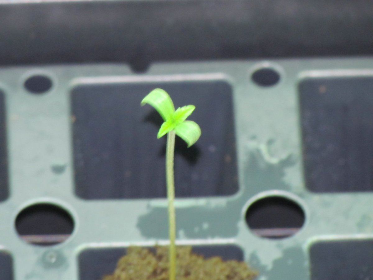 SLH x Q sprout 2 007