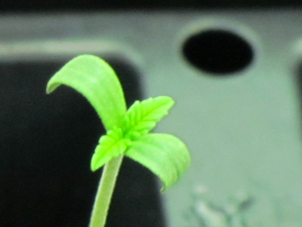SLH x Q sprout 2 008