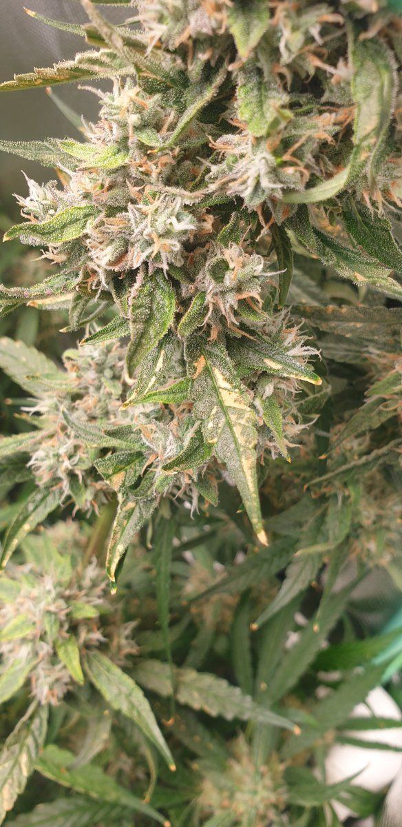 Slight wpm close to harvest 3