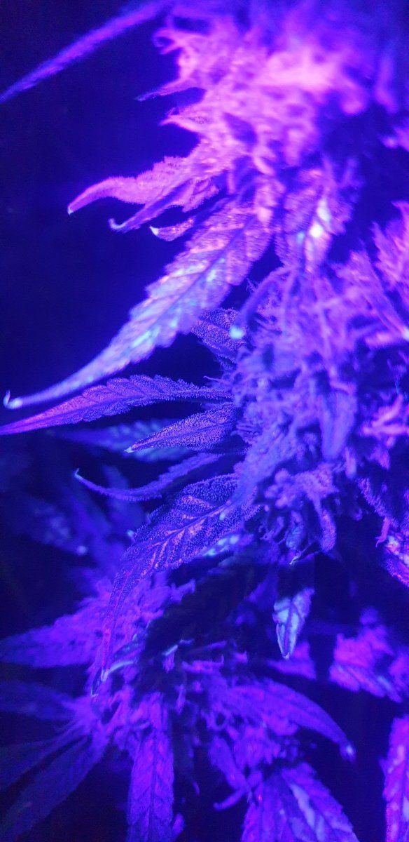 Slight wpm close to harvest 5
