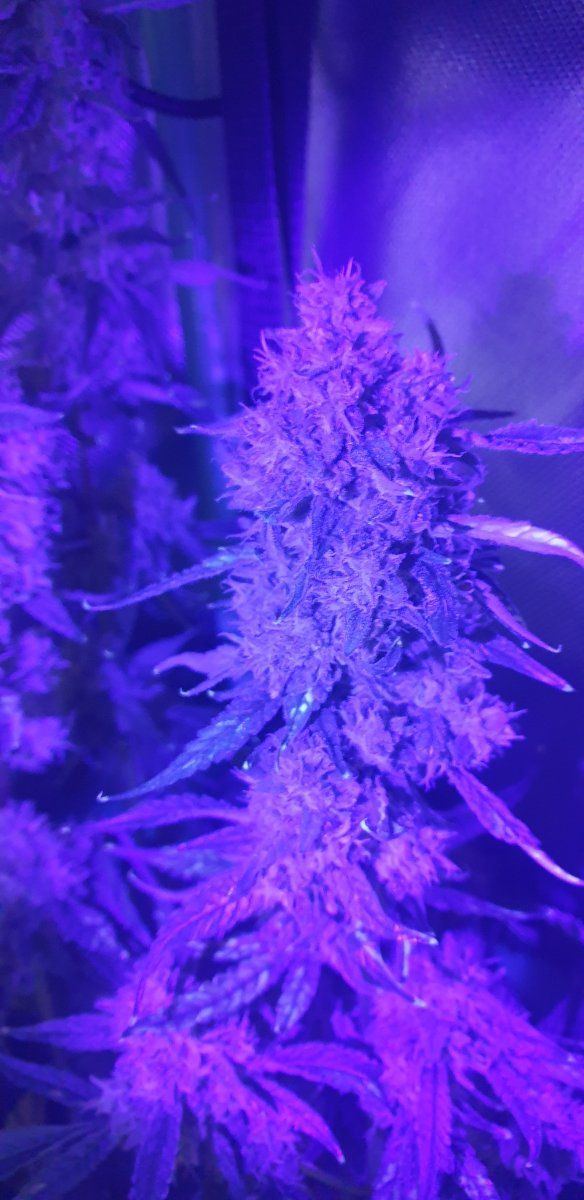 Slight wpm close to harvest 7
