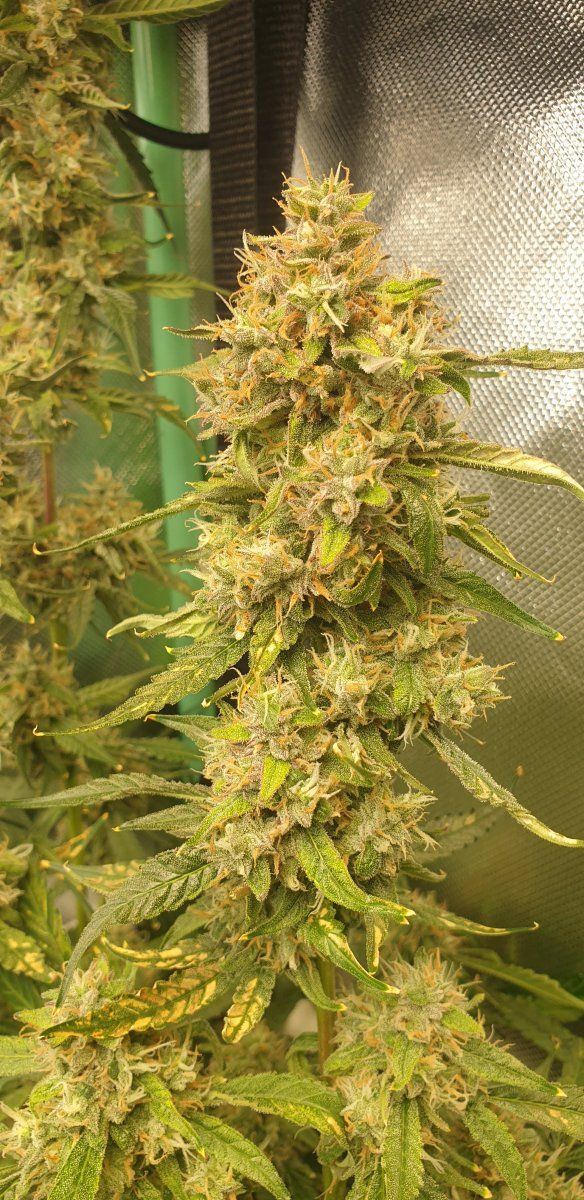 Slight wpm close to harvest 8
