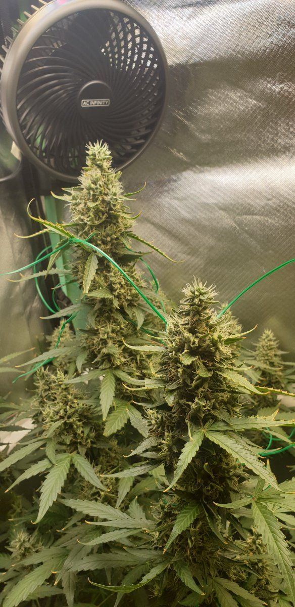 Slight wpm close to harvest 9