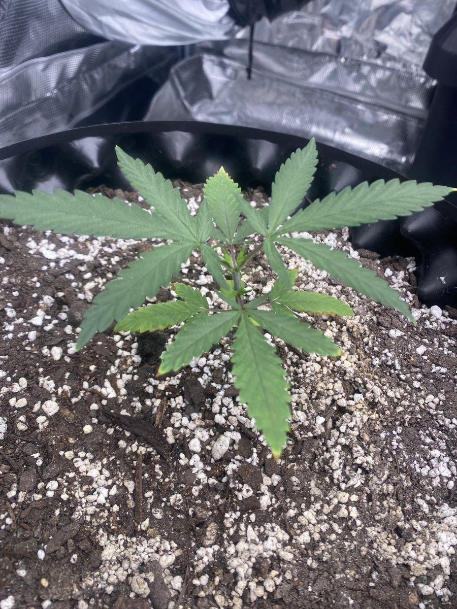 Slight yellowing and discoloration veg 3