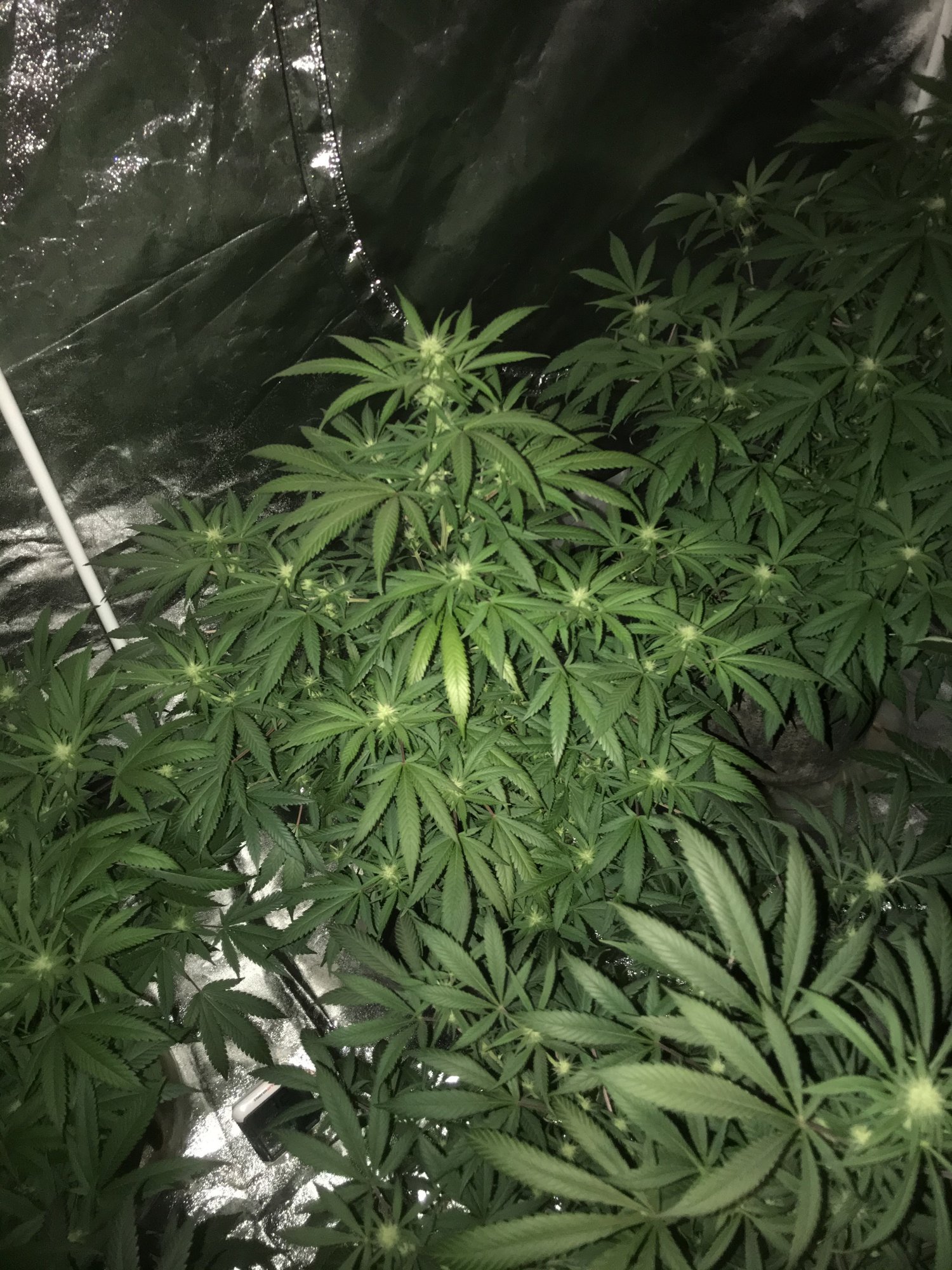 Slight yellowing of fan leaves during flower 3