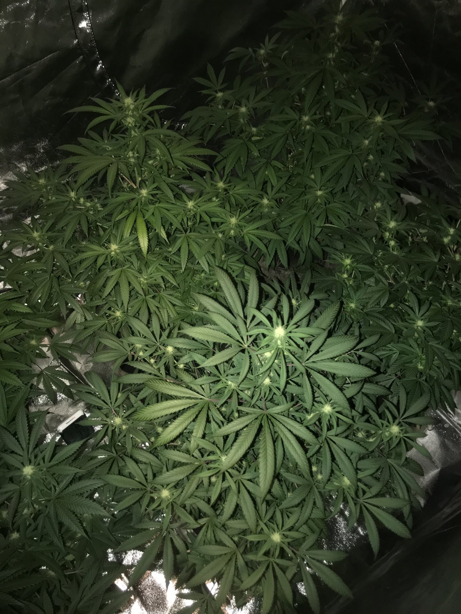 Slight yellowing of fan leaves during flower 5