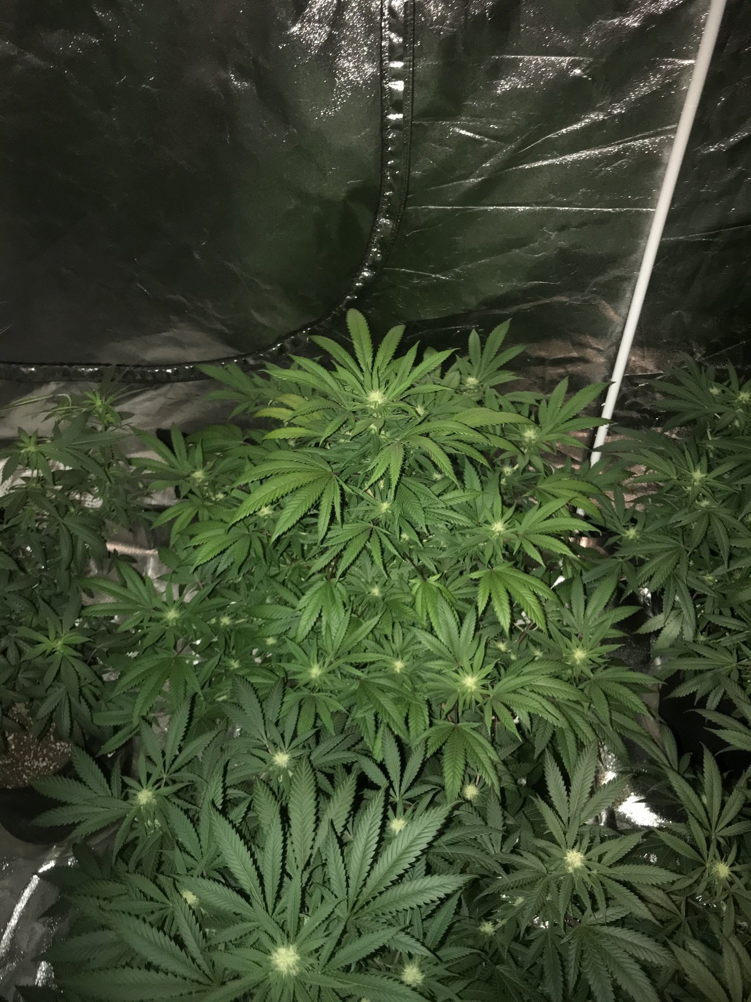 Slight yellowing of fan leaves during flower