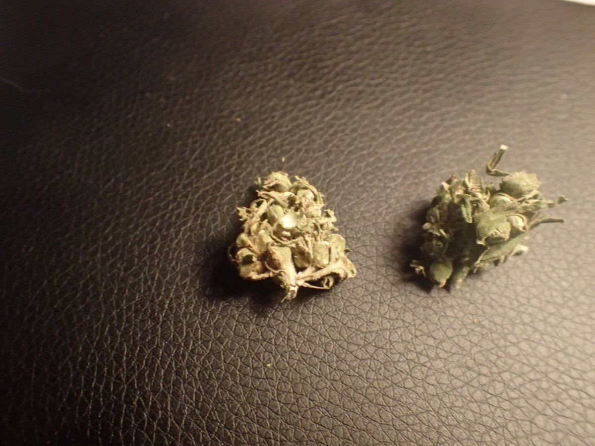 SloHemp1