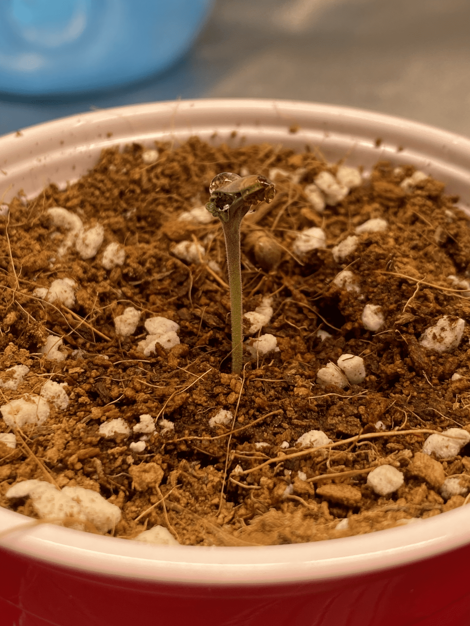 Slow germinationseedling growth