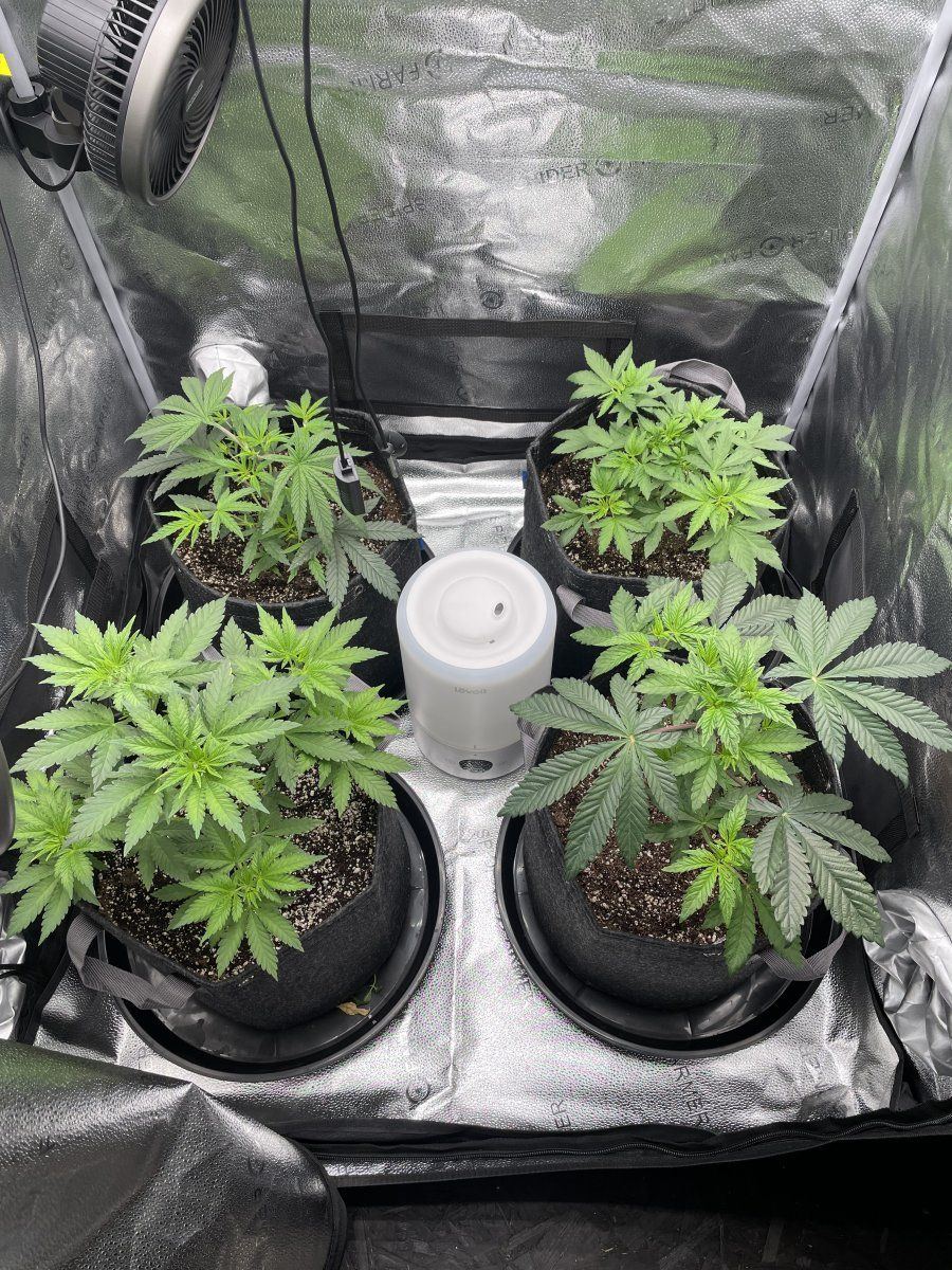 Slow growth and white tips 5
