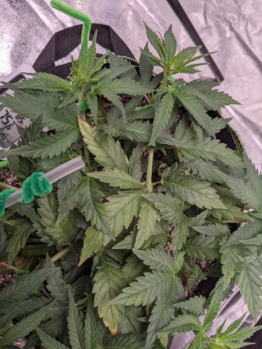 Slow growth funky leaves on lsd strain 6