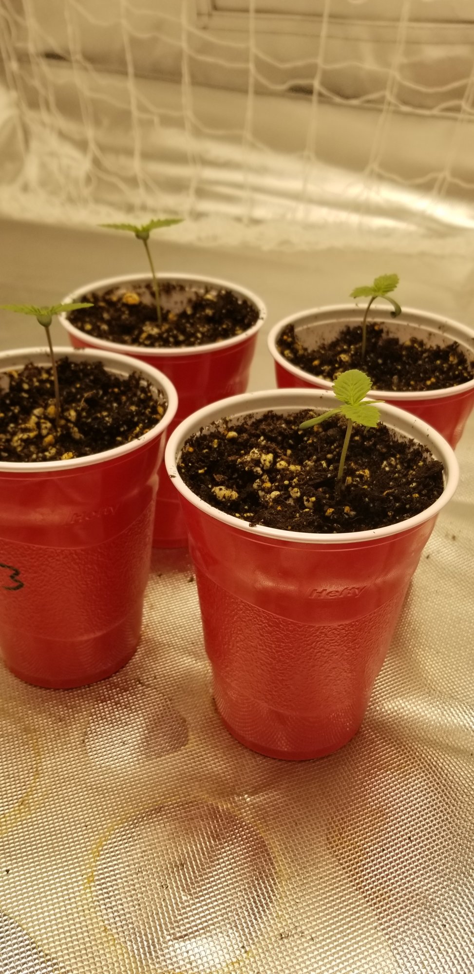 Slow growth   what am i doing wrong