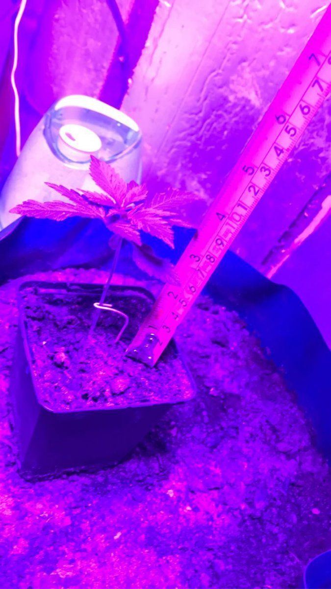 Slow growth young afghan plant 2